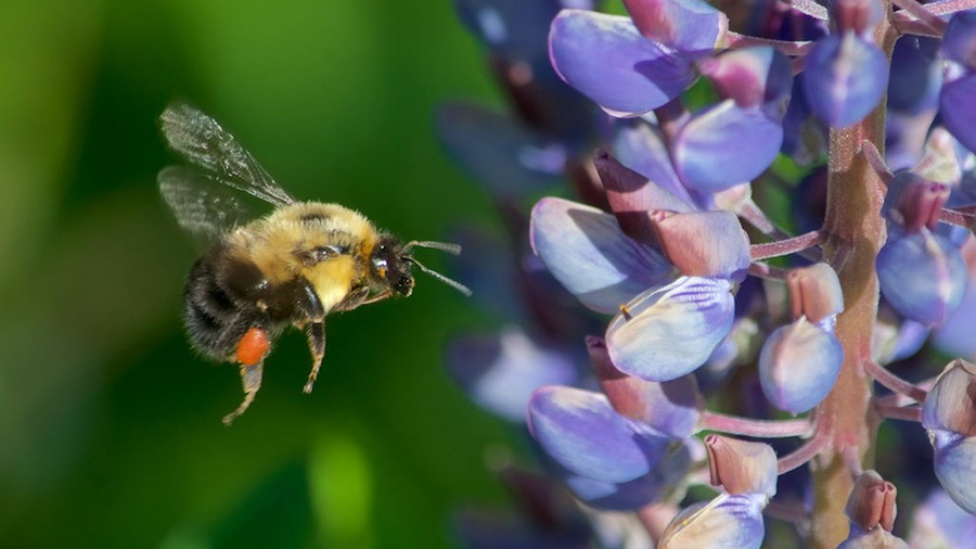 Bumblebee at a lupine flower in Cheshire, New Hampshire.