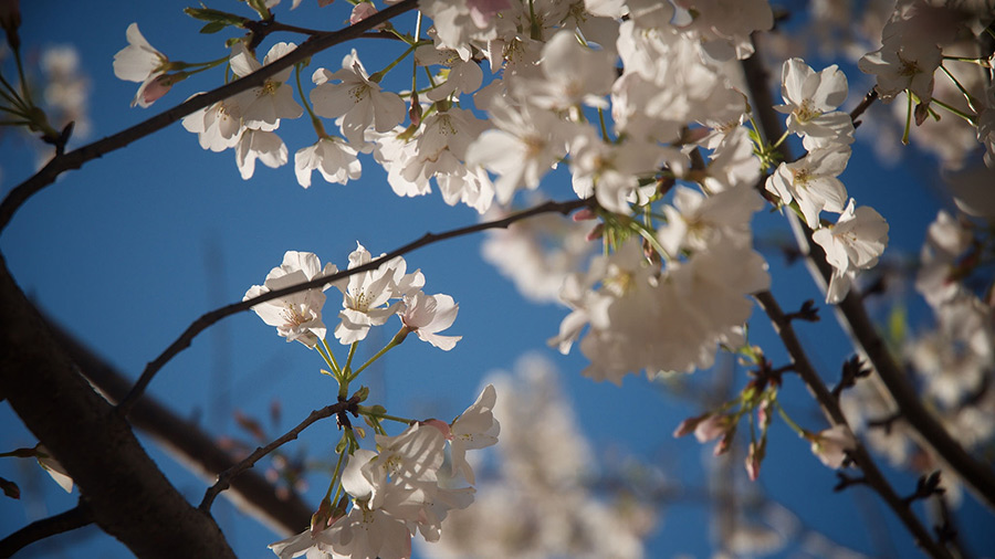 White Cherry Blossoms in Raleigh, North Carolina.