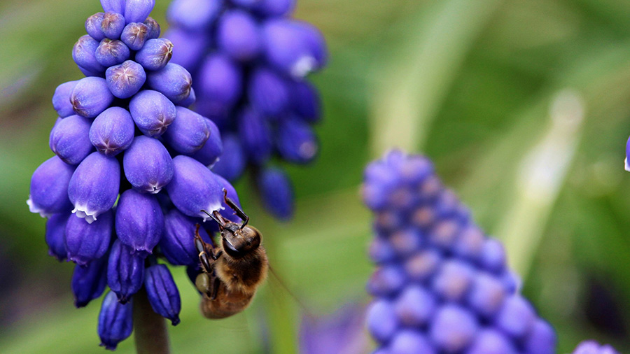 Bee on a grape hyacinth flower at the Bar One Ranch in Oregon.