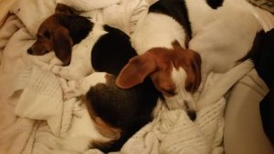 Sleeping beagles