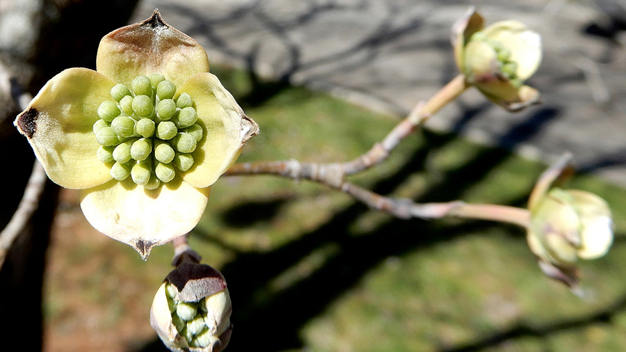 Buds beginning to open on a Dogwood Tree in South Carolina.