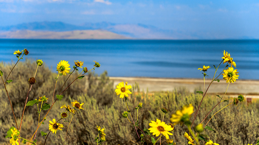 Yellow Wildflowers look over the water at the Antelope Island State Park in Davis, Utah.