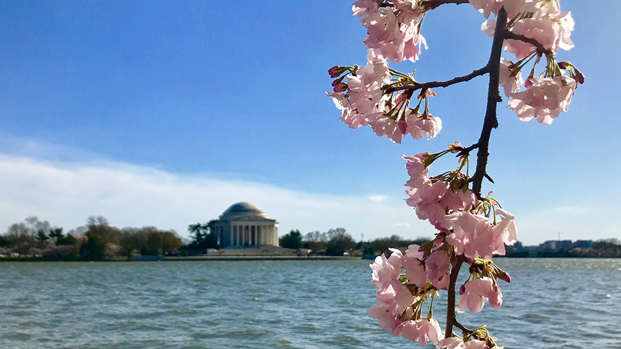 Cherry Blossoms in our Nation’s Capital, Washington DC.